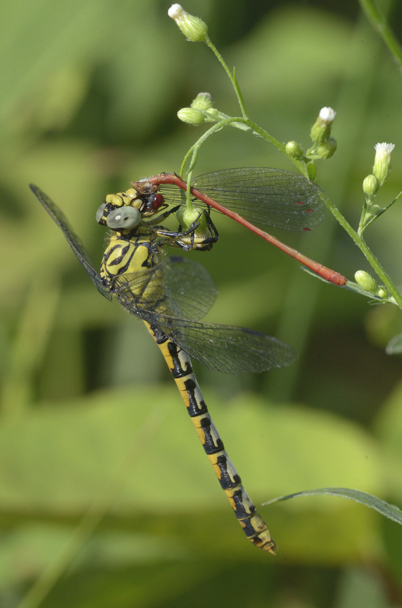 Onychogomphus fem. che preda ceriagrion tenellum